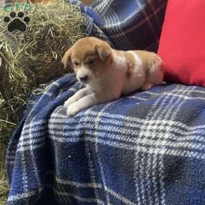 Pretty girl, Shiba Inu Mix Puppy