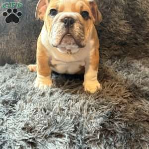 Brown, English Bulldog Puppy