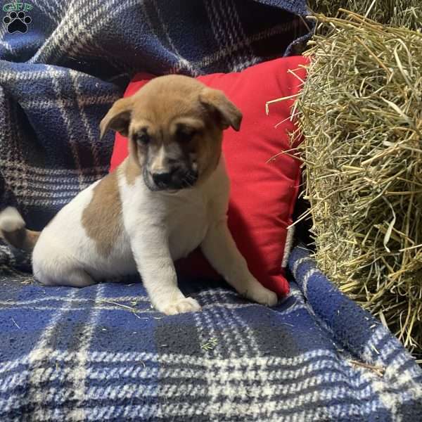 Pretty boy, Shiba Inu Mix Puppy