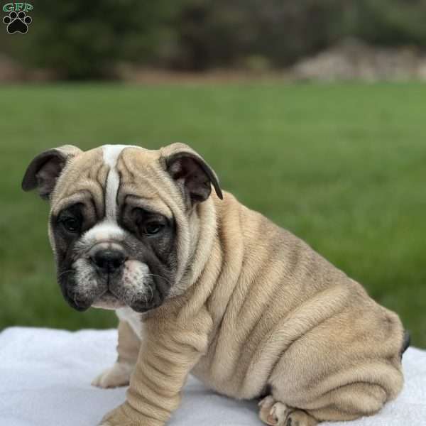 Winston, English Bulldog Puppy