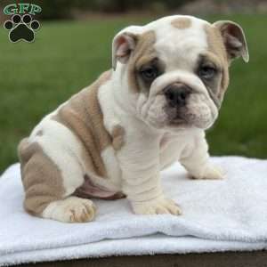 Bruno, English Bulldog Puppy