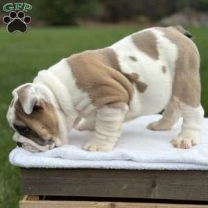 Bruno, English Bulldog Puppy
