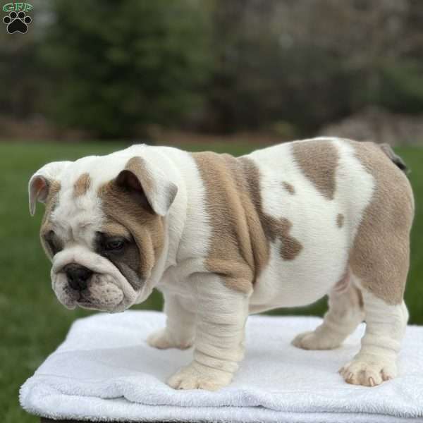 Bruno, English Bulldog Puppy