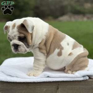 Bruno, English Bulldog Puppy