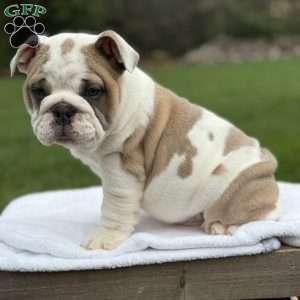 Bruno, English Bulldog Puppy