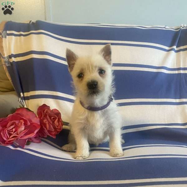 Bella, West Highland Terrier Puppy