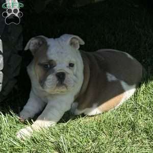 Mia, English Bulldog Puppy