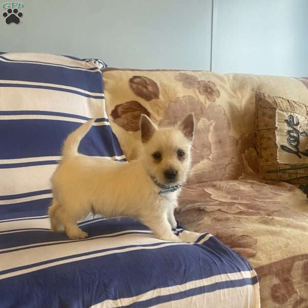 Benson, West Highland Terrier Puppy