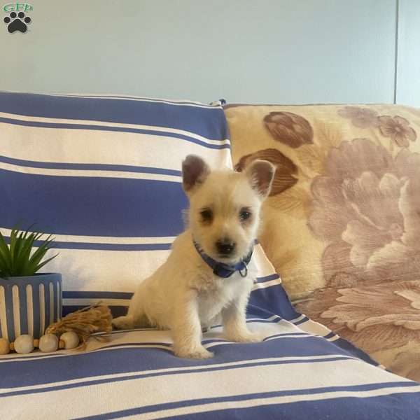 Blake, West Highland Terrier Puppy