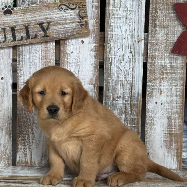 Richie, Golden Retriever Puppy