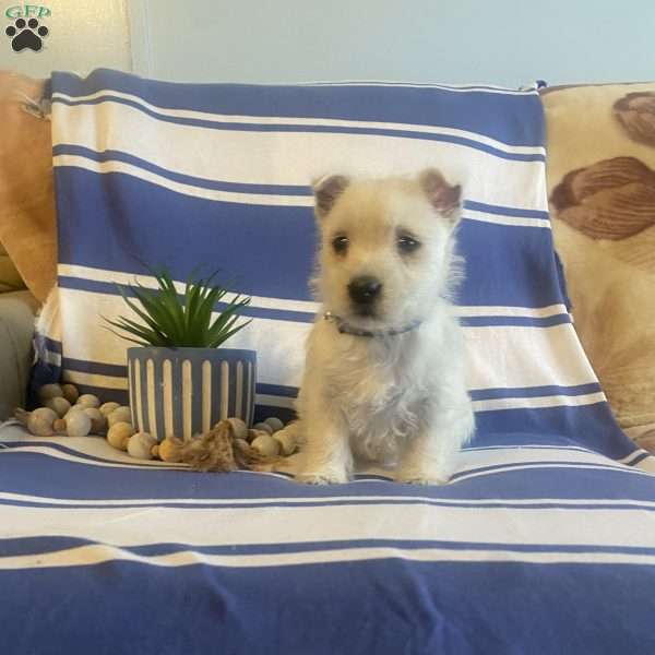 Bradley, West Highland Terrier Puppy