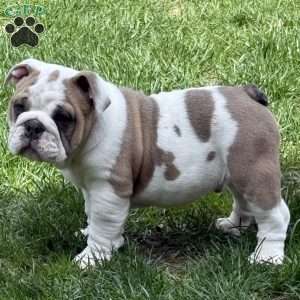 Bruno, English Bulldog Puppy