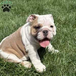 Mia, English Bulldog Puppy