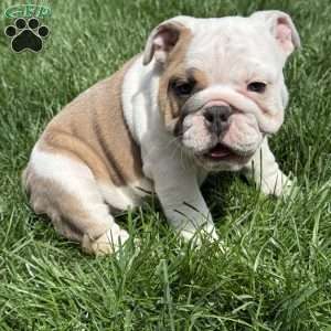 Mia, English Bulldog Puppy