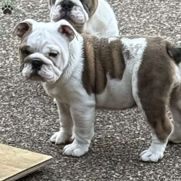 Mia, English Bulldog Puppy