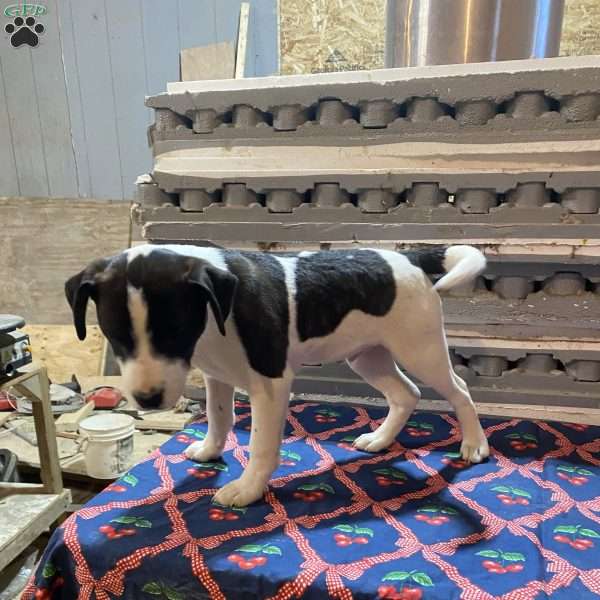 Lucky Linford, Boston Terrier Mix Puppy