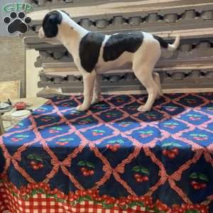 Lucky Linford, Boston Terrier Mix Puppy