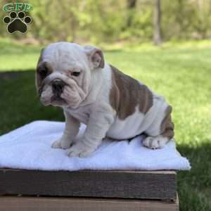 Mia, English Bulldog Puppy
