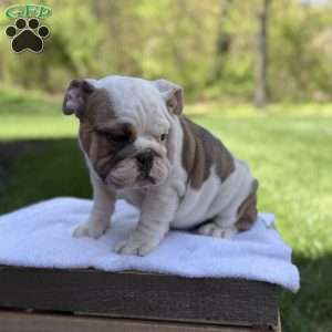 Mia, English Bulldog Puppy
