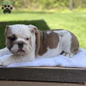 Mia, English Bulldog Puppy