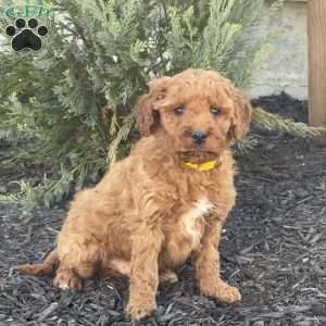 Axel, Mini Goldendoodle Puppy