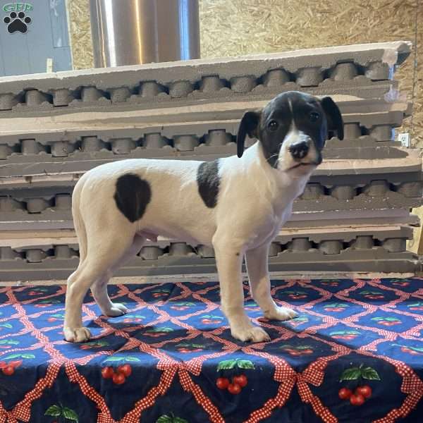 Benny, Jack Russell Mix Puppy