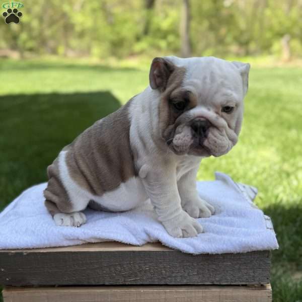 Mia, English Bulldog Puppy