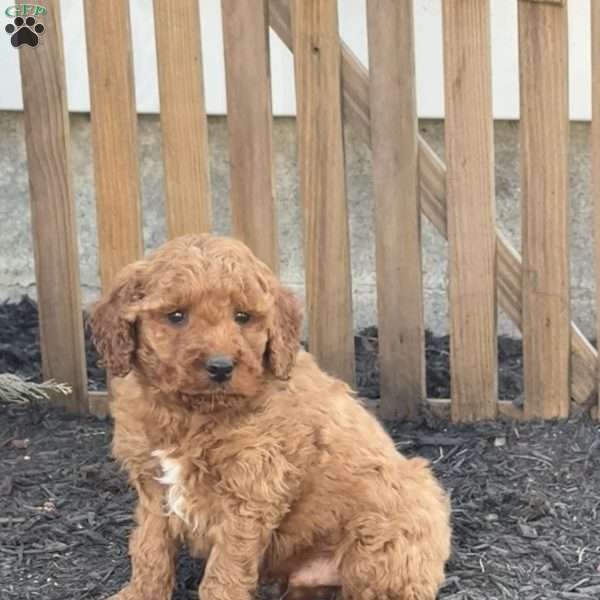 Axel, Mini Goldendoodle Puppy