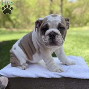Bruno, English Bulldog Puppy