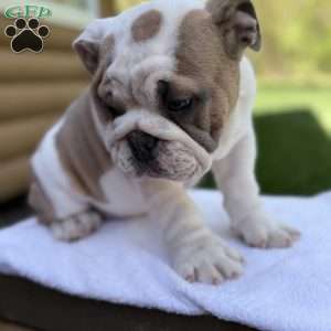 Bruno, English Bulldog Puppy