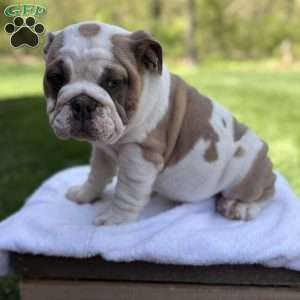 Bruno, English Bulldog Puppy