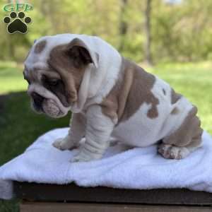 Bruno, English Bulldog Puppy