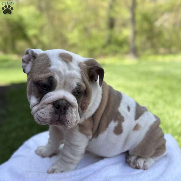 Bruno, English Bulldog Puppy
