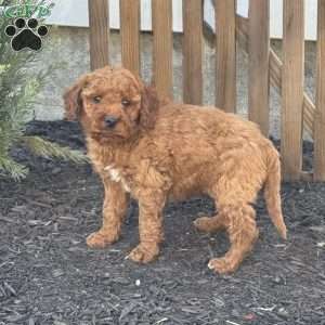 Axel, Mini Goldendoodle Puppy