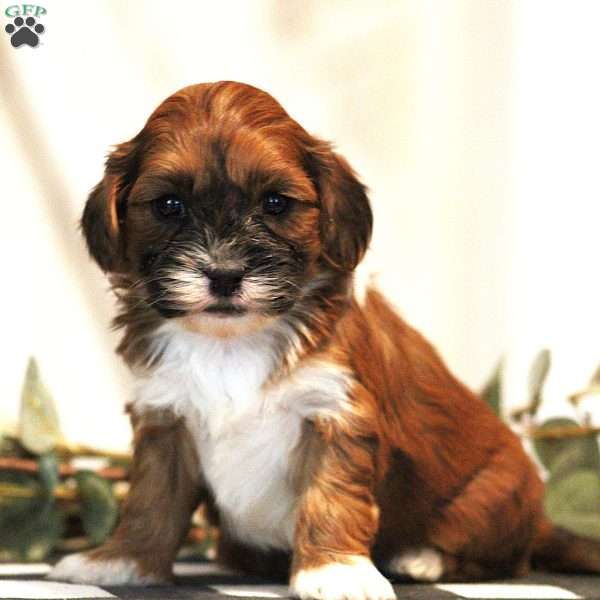Chris, Toy Poodle Mix Puppy