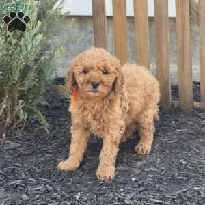 Alice, Mini Goldendoodle Puppy