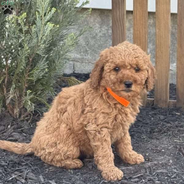 Alice, Mini Goldendoodle Puppy