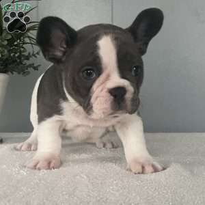 Janie, French Bulldog Puppy