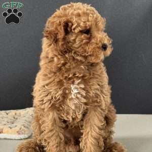 Pixie, Miniature Poodle Puppy