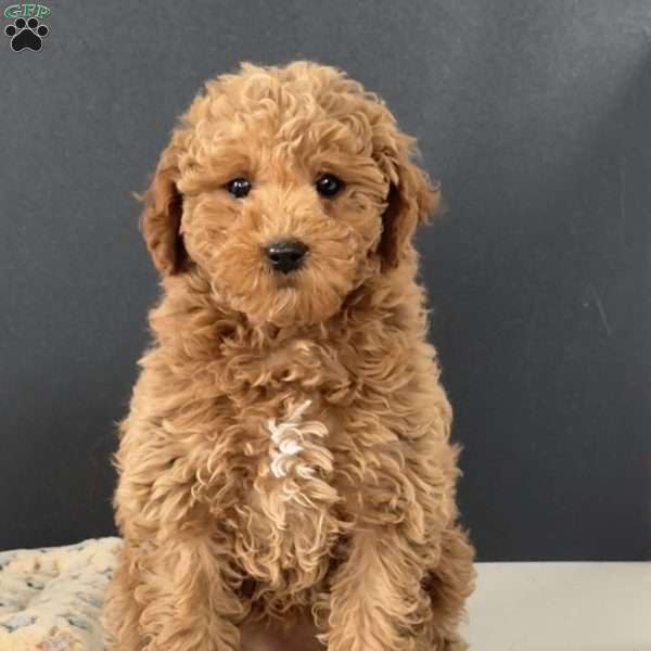 Pixie, Miniature Poodle Puppy