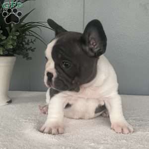 Janie, French Bulldog Puppy