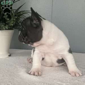 Janie, French Bulldog Puppy