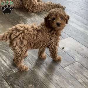 Pixie, Miniature Poodle Puppy