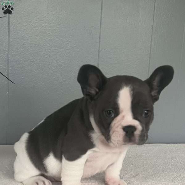 Janie, French Bulldog Puppy