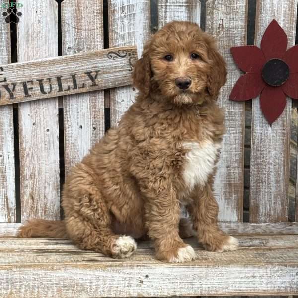 Freddy, Goldendoodle Puppy