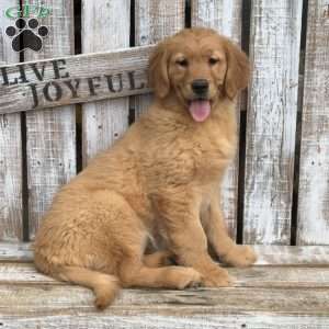 Callie, Golden Retriever Puppy