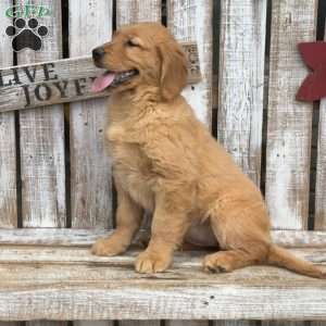 Callie, Golden Retriever Puppy