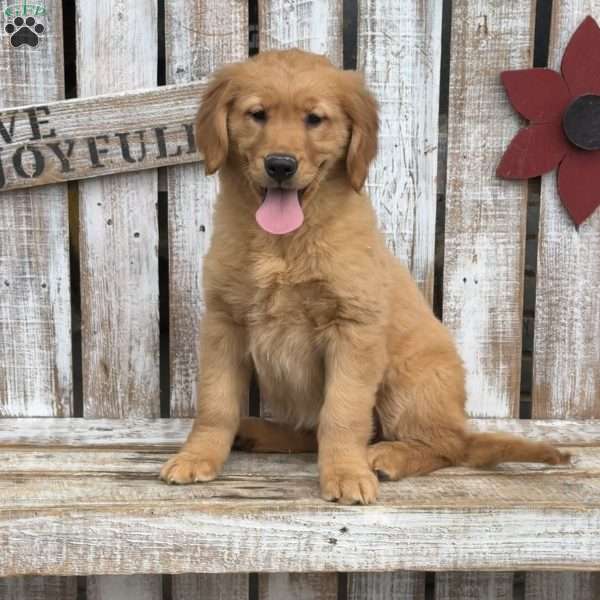 Callie, Golden Retriever Puppy
