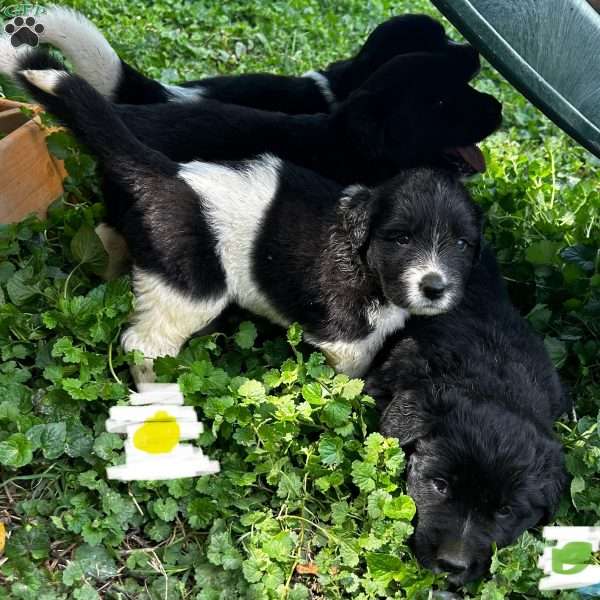 Wilbur, Newfoundland Mix Puppy