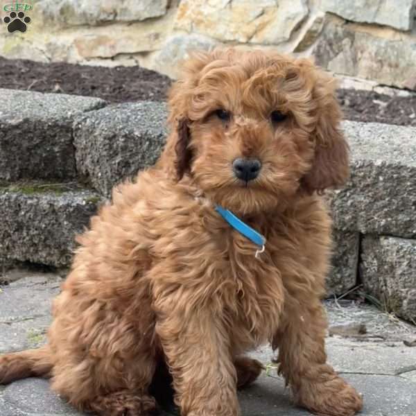 Spunky, Mini Goldendoodle Puppy